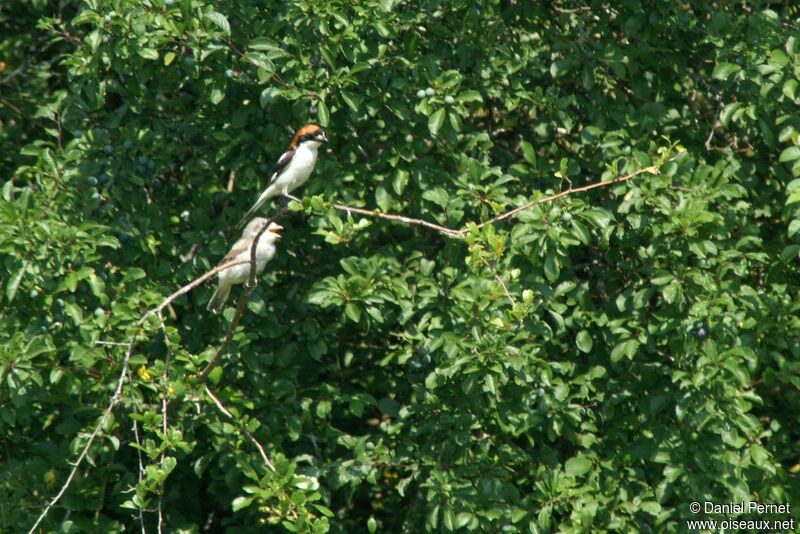 Pie-grièche à tête rousseadulte, identification