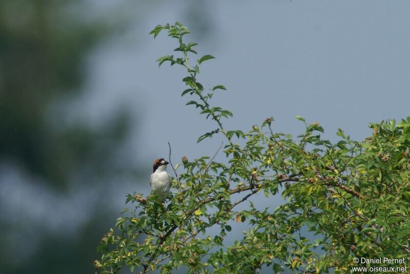 Woodchat Shrikeadult, identification