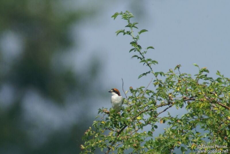 Woodchat Shrikeadult, identification