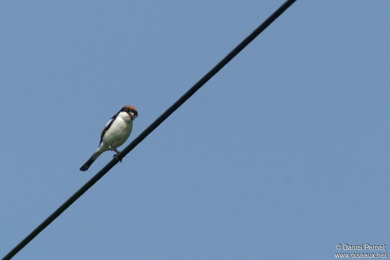 Woodchat Shrikeadult, Behaviour