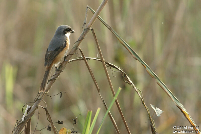 Grey-backed Shrikeadult, habitat