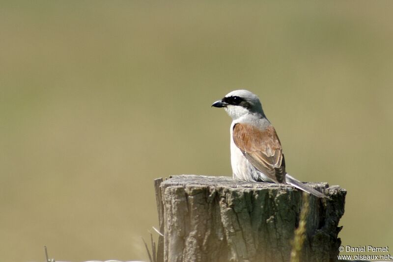 Red-backed Shrike male adult, Behaviour