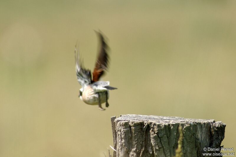 Red-backed Shrike male adult, Behaviour