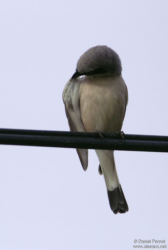 Red-backed Shrike male adult, Behaviour