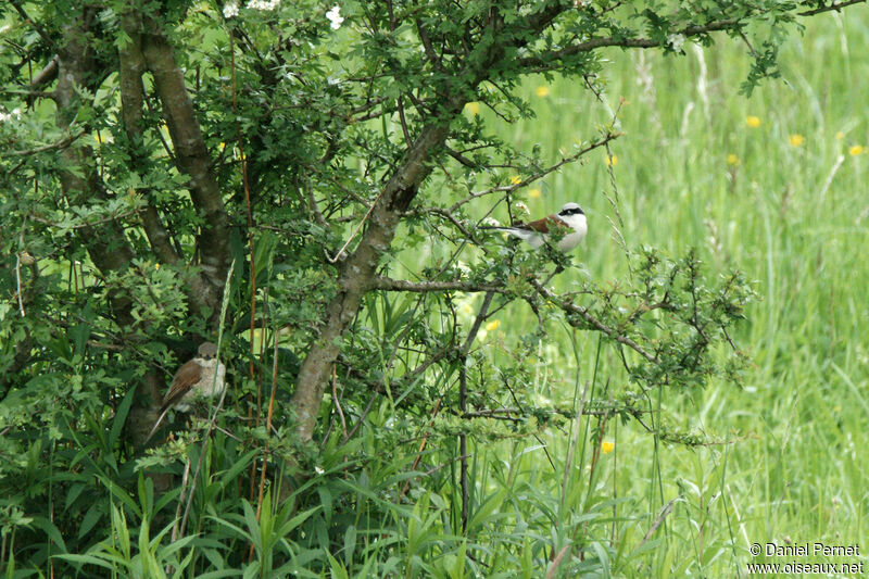 Pie-grièche écorcheuradulte, habitat