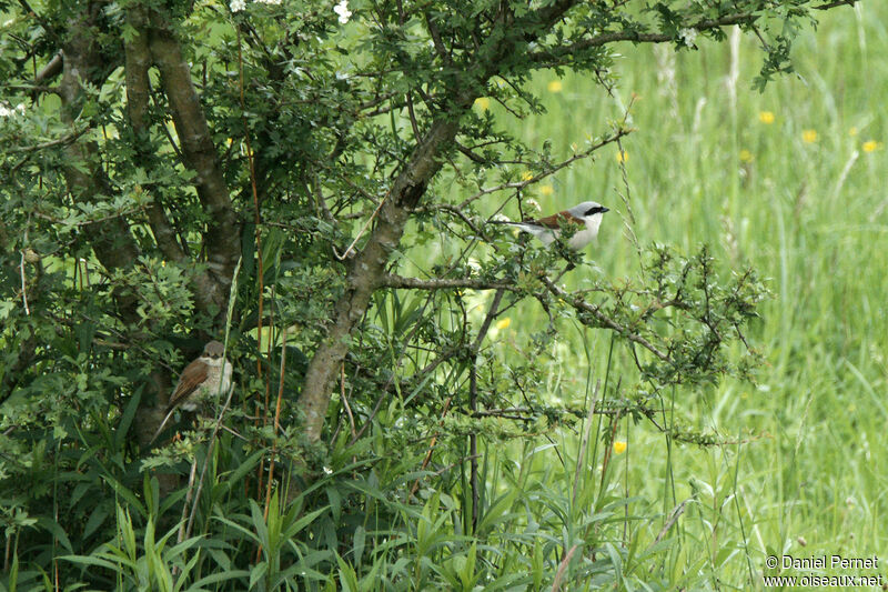 Red-backed Shrikeadult