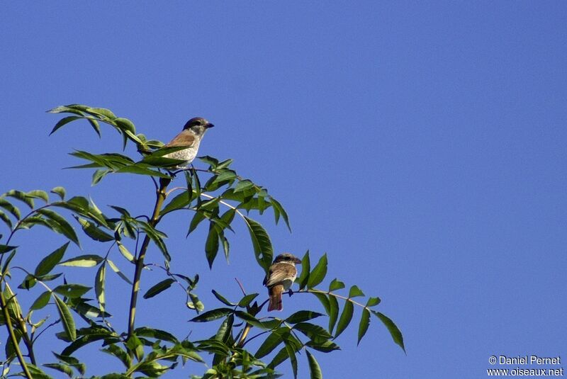 Red-backed Shrikejuvenile, identification