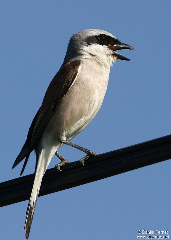 Red-backed Shrike male, song, Behaviour