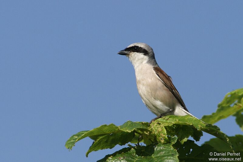 Red-backed Shrike male adult, Behaviour