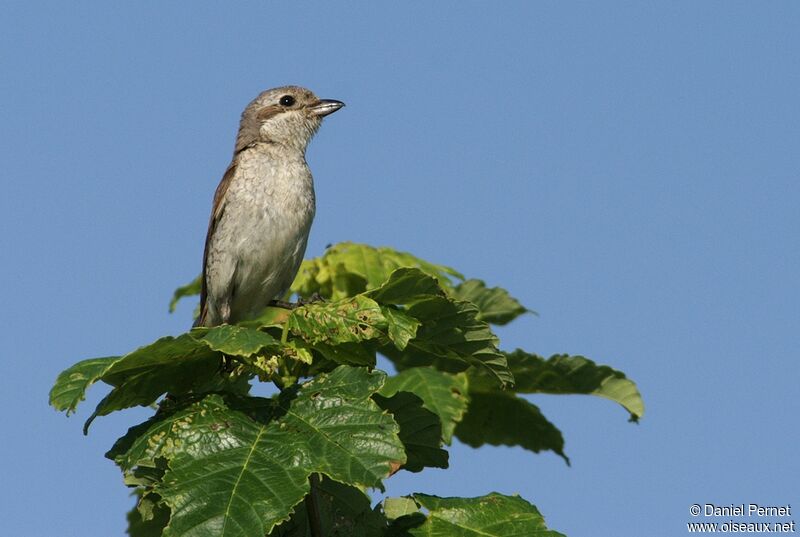 Pie-grièche écorcheur femelle adulte, identification, Comportement