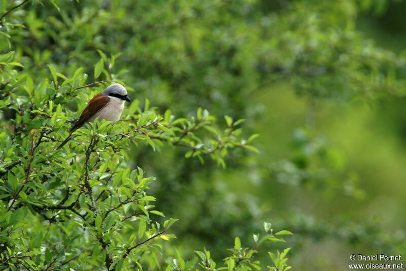 Red-backed Shrike male adult, identification