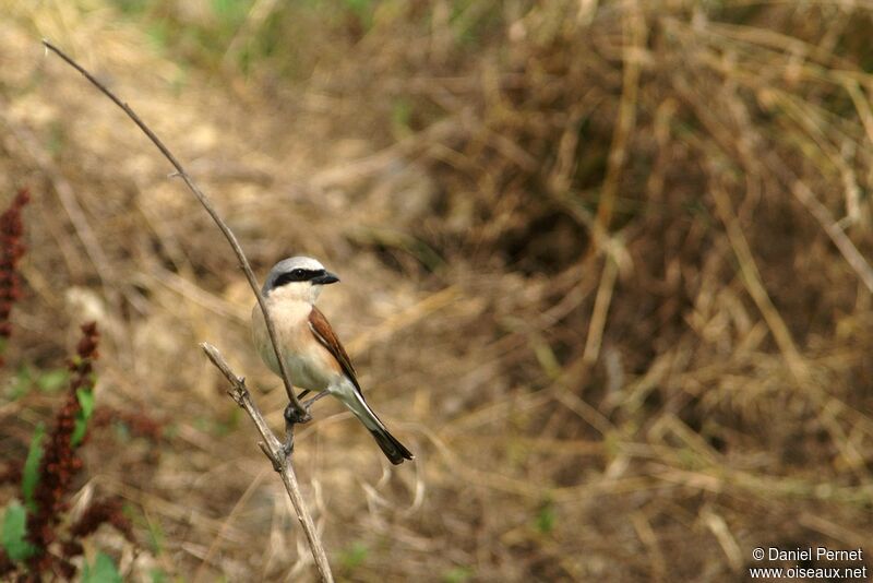 Pie-grièche écorcheur mâle adulte, identification