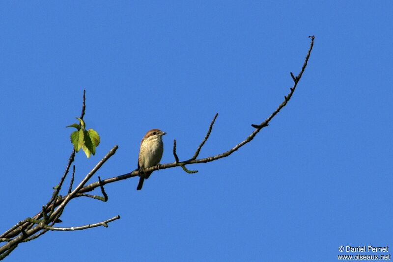 Red-backed Shrike female adult, identification