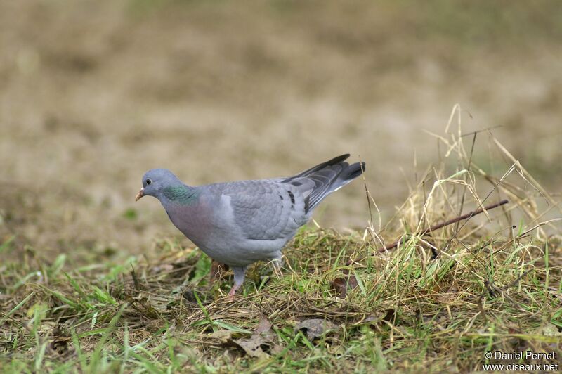 Pigeon colombinadulte, identification