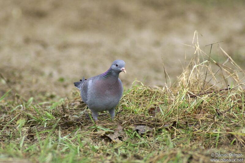 Pigeon colombinadulte, identification