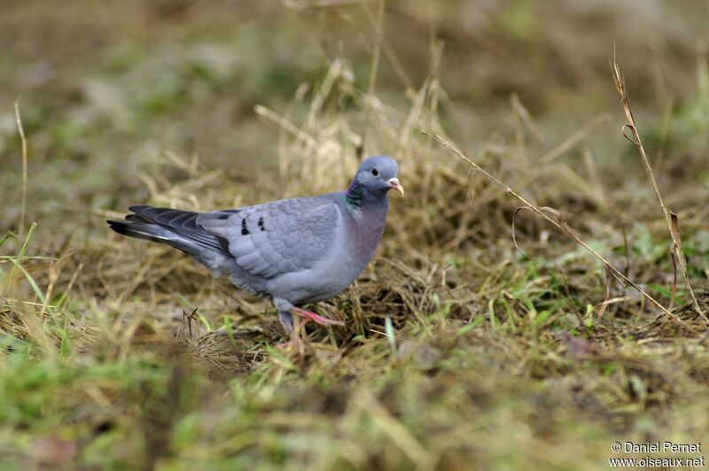 Pigeon colombinadulte, identification