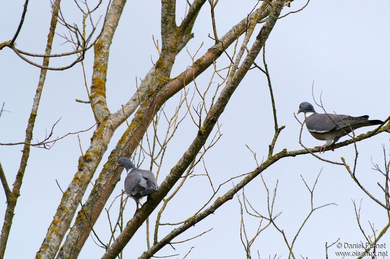 Pigeon ramier , identification