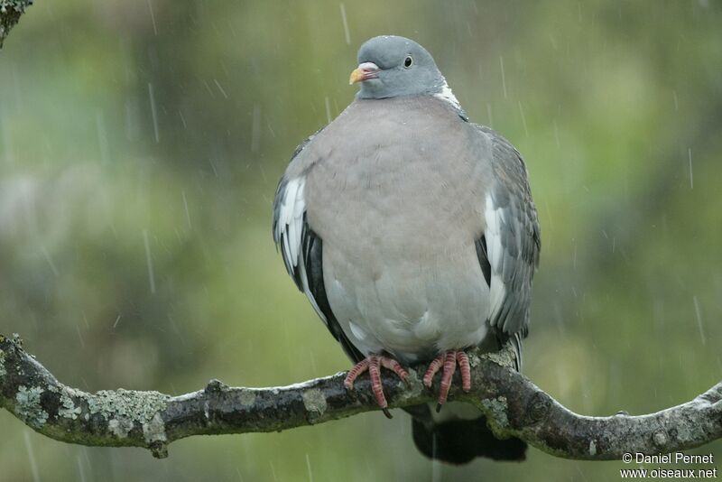 Pigeon ramieradulte, identification