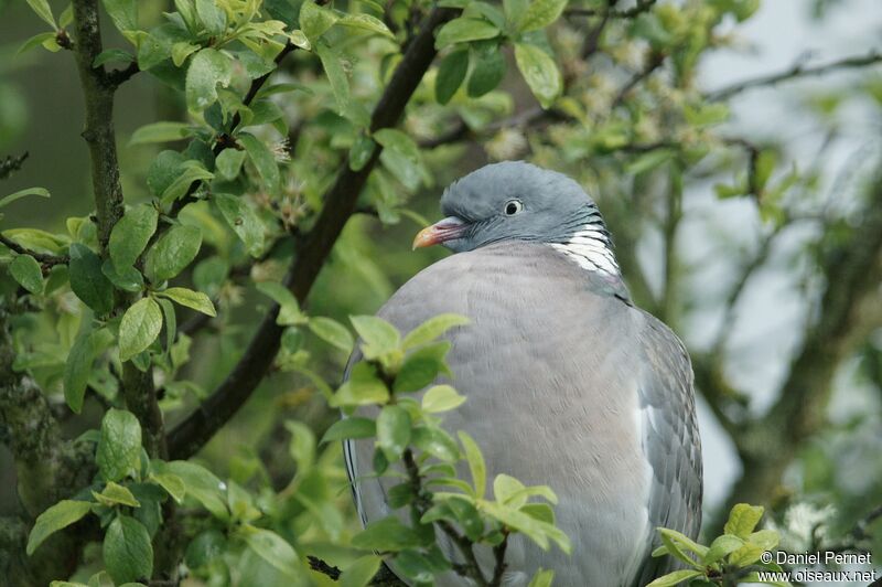 Common Wood Pigeonadult, identification