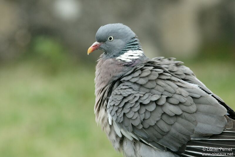 Pigeon ramieradulte, identification