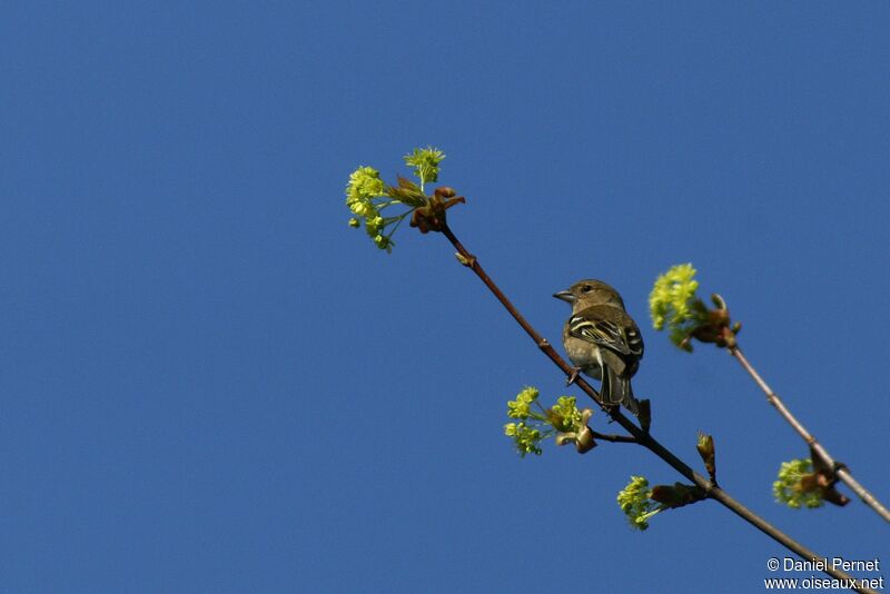 Eurasian Chaffinch male adult, identification