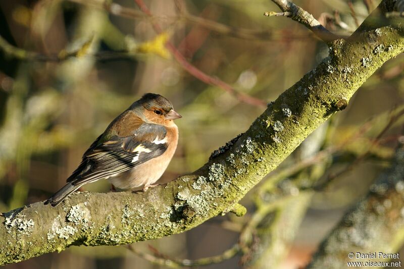 Eurasian Chaffinch male adult, identification