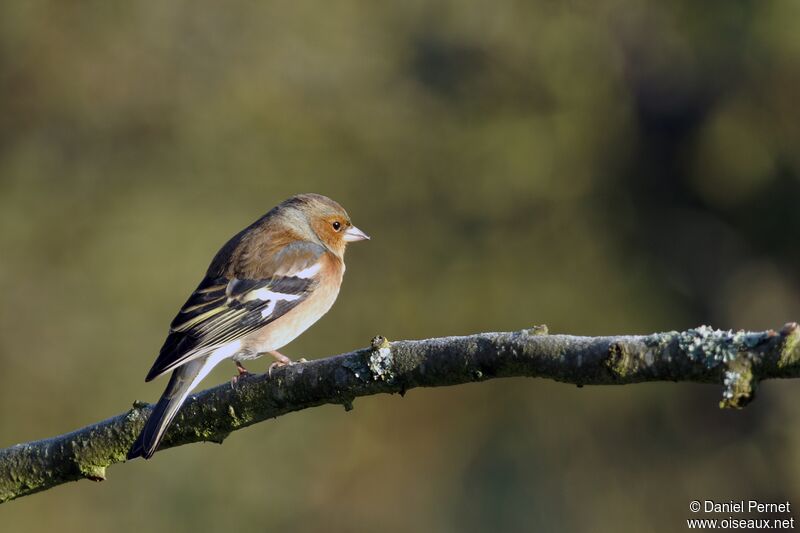 Eurasian Chaffinch male adult, identification