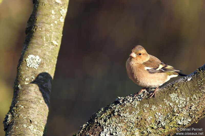 Eurasian Chaffinch male adult, identification