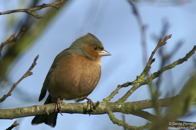 Eurasian Chaffinch male adult, identification