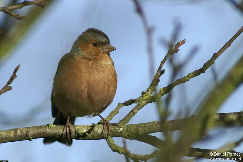 Eurasian Chaffinch male adult, identification