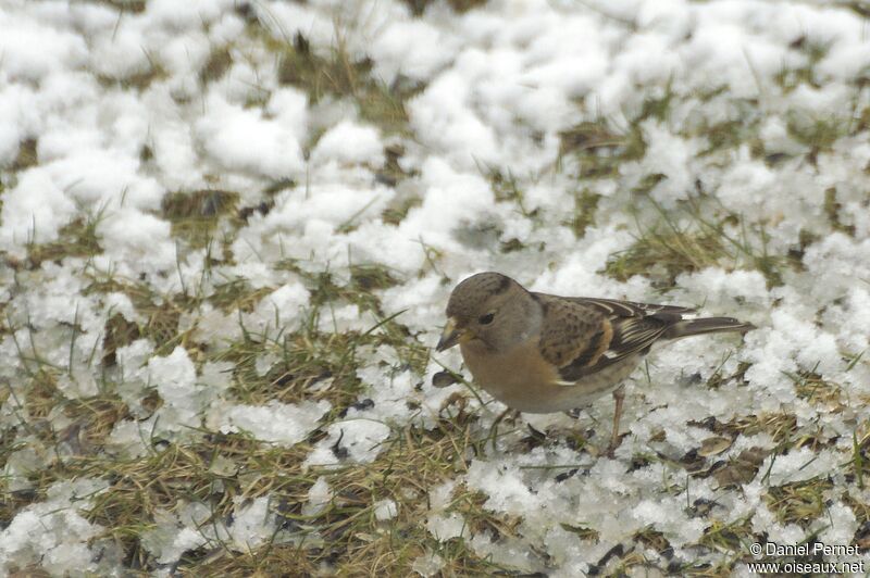 Pinson du Nord mâle adulte, identification