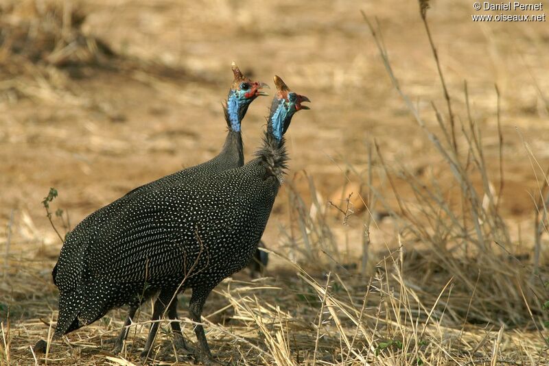 Helmeted Guineafowladult, identification