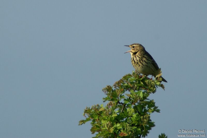 Pipit des arbresadulte, identification, chant