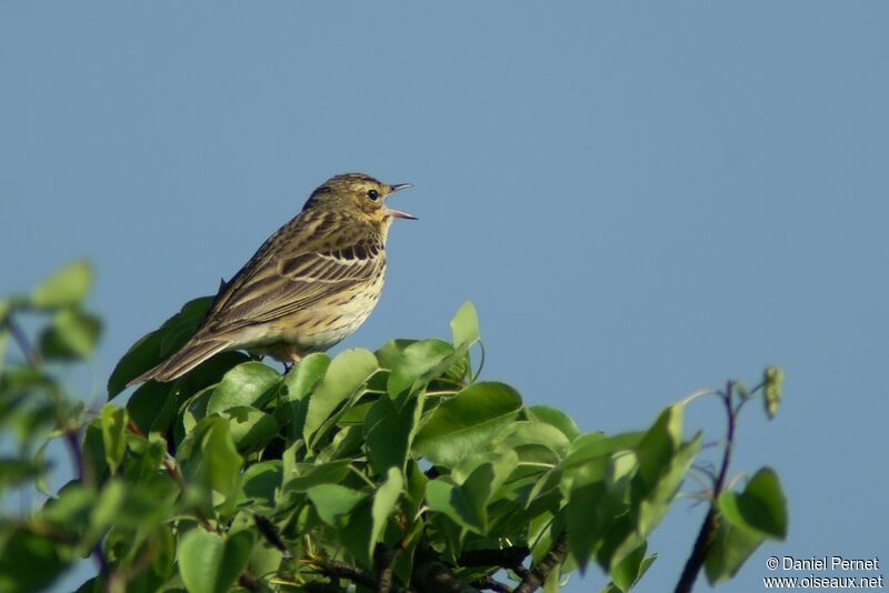 Tree Pipitadult, identification, song