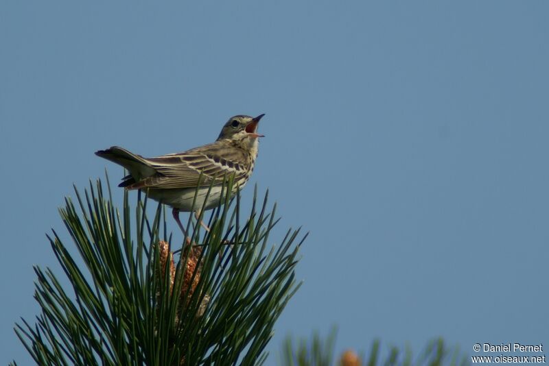 Pipit des arbresadulte, identification, chant