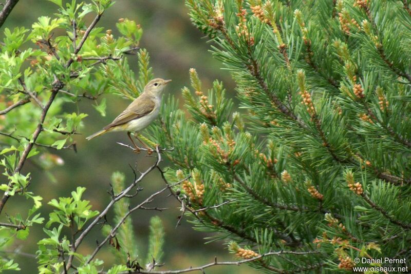 Western Bonelli's Warbleradult, identification