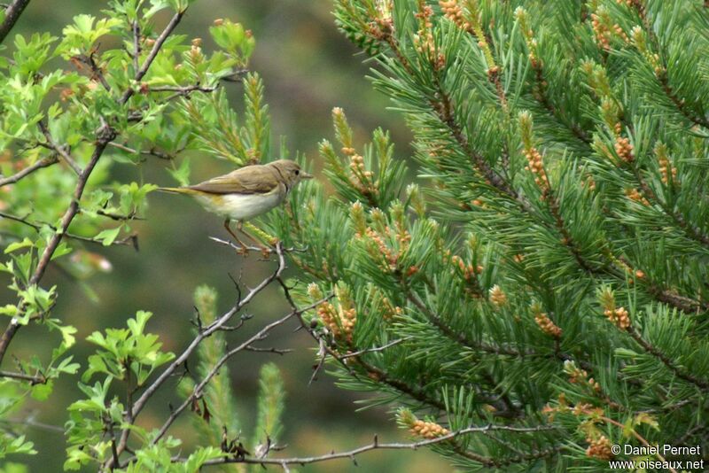 Pouillot de Bonelliadulte, identification