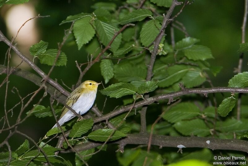 Pouillot siffleuradulte, identification