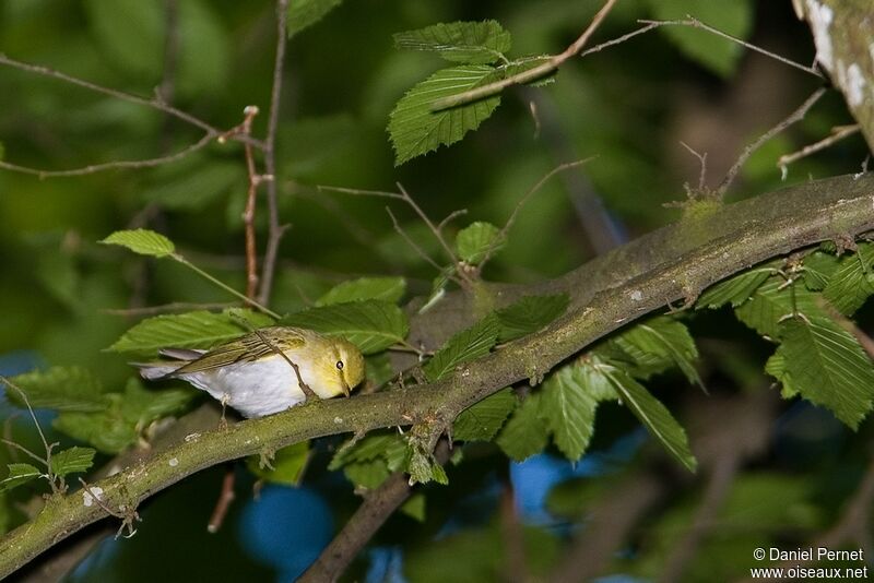 Pouillot siffleuradulte, identification