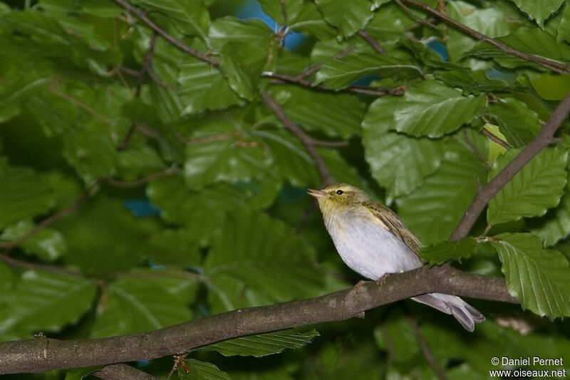 Wood Warbleradult, identification