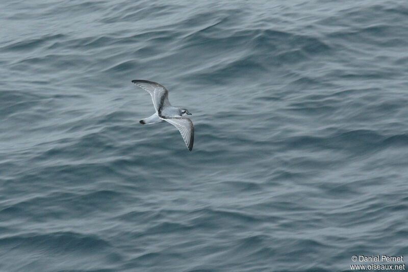 Fulmar Prionadult, Flight