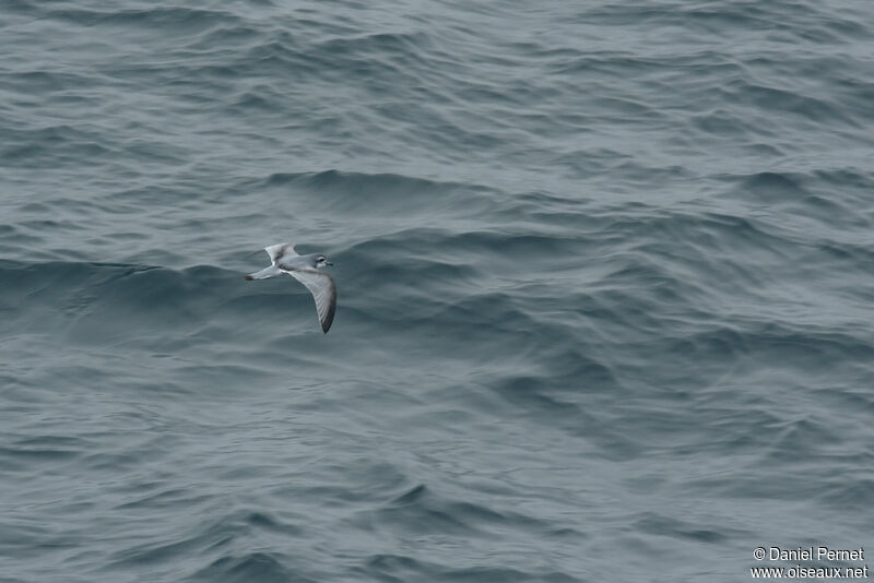 Fulmar Prionadult, Flight