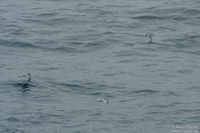 Fulmar Prionadult, Flight