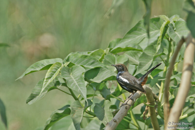 Indian Robin male adult