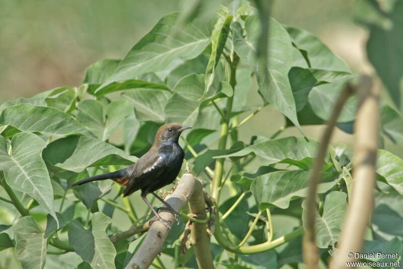 Indian Robin male adult