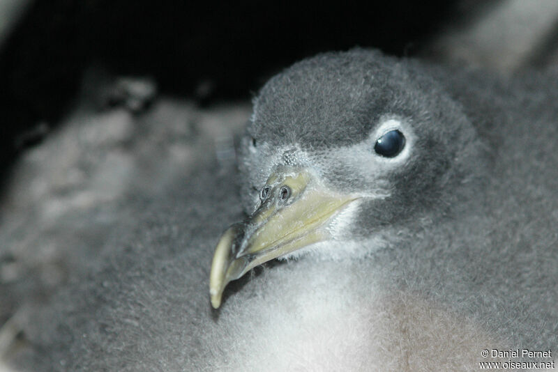 Puffin boréalPoussin, portrait, Nidification