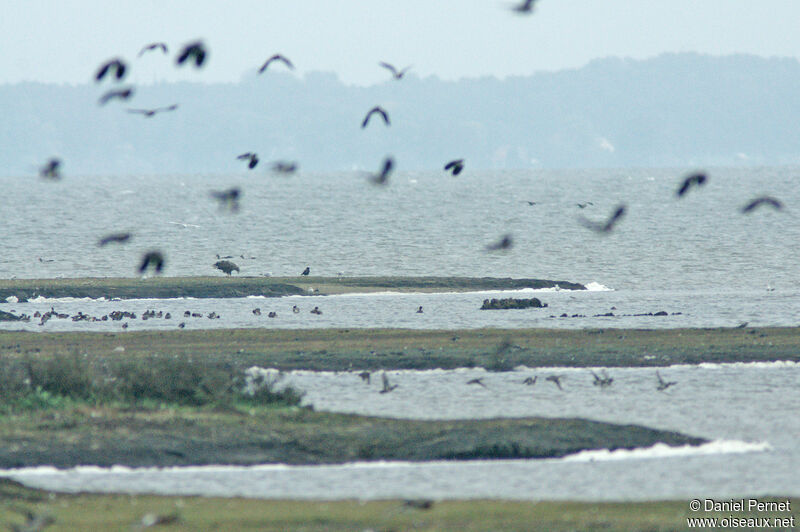 Pygargue à queue blancheadulte, habitat, pêche/chasse