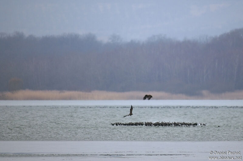 Pygargue à queue blancheadulte, Vol, pêche/chasse