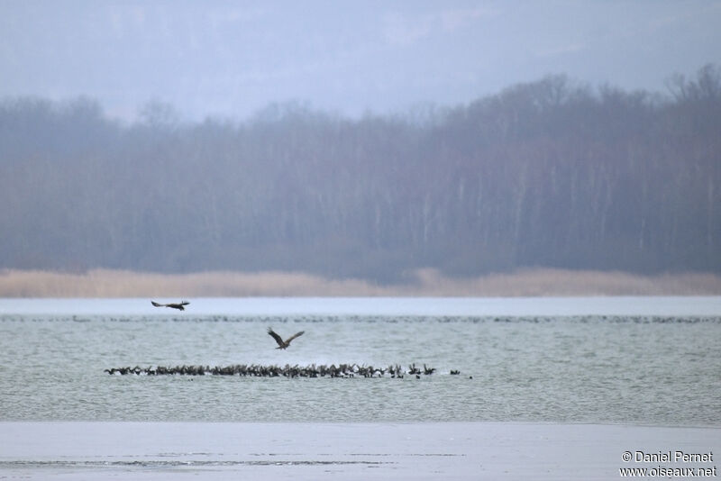 Pygargue à queue blancheadulte, Vol, pêche/chasse