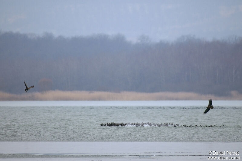 Pygargue à queue blancheadulte, pêche/chasse